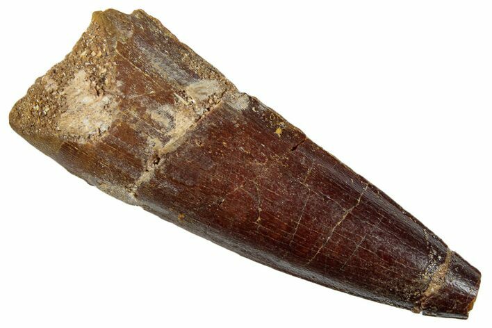 Bargain, Fossil Spinosaurus Tooth - Real Dinosaur Tooth #259001